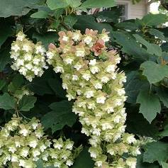 Picture of H. q. 'Snowflake' flowers