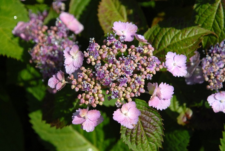 Picture of H. s. 'Blue Billow' flowers