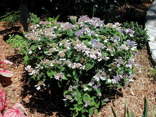 Picture of H. s. 'Blue Bird' bush