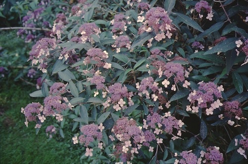 Picture of H. a. var. villosa (H. villosa) flowers and form close-up