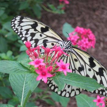 Pink bloom with a butterfly that has a black and white pattern on it.