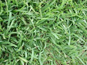 Picture closeup of St. Augustine (Stenotaphrum secondatum) turf form showing blades.