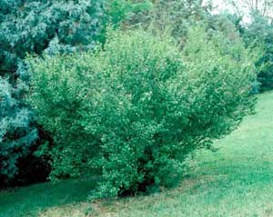 Picture of Amur Privet (Ligustrum amurense) shrub form.