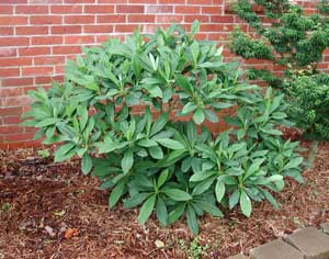 Picture of Paperbush (Edgeworthia chrysantha) shrub form.