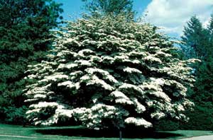 Picture of Kousa Dogwood (Cornus kousa) tree form with white spring flowers.