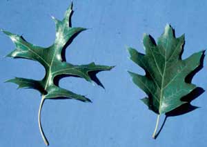 Picture of Pin Oak (Quercus palustris) leaf structure compared to fuller Northern Red Oak (Quercus rubra).
