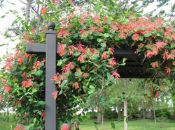 honeysuckle vine trellis