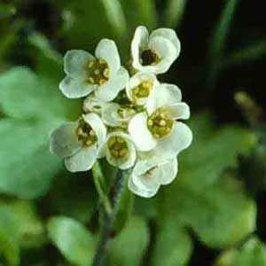 Picture closeup of Hairy Bittercress white flowers with yellow centers.