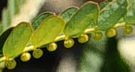 Picture closeup of Chamberbitter leaves and seedpods.