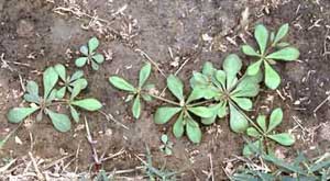 Picture of several small Carpetweed samples.