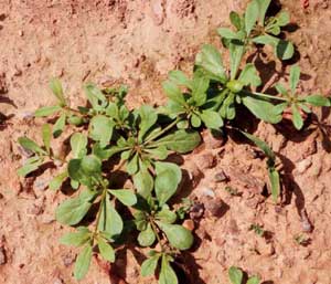 Picture closeup of larger Carpetweed sample.