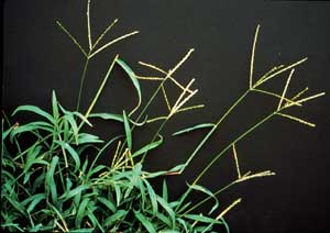 Picture closeup of Crabgrass four-branched seed stalks.