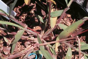 Picture closeup of crab-like structure of Crabgrass plant.