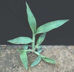 Picture closeup of Crabgrass seedling.