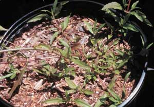 Picture of Eclipta growing in container.