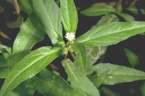 Picture closeup of Eclipta tiny white flower and leaves.