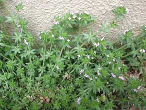 Picture of Field Madder growth with light pink flowers against plaster wall.