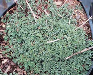 Picture of Field Madder growing in container - view is from top.