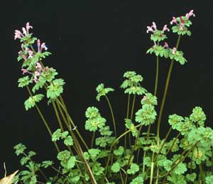 Picture of Henbit leaves, flower stalks and purple flowers.