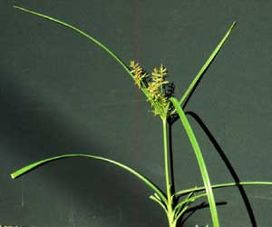 Picture closeup of multi-branched Purple Nutsedge seed head.