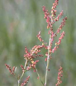 Picture closeup of Red Sorrel tiny red flowers and fruit.