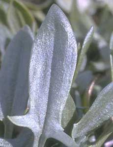 Picture closeup of Red Sorrel leaves.