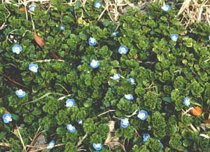 corn speedwell identification