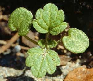 Picture closeup of Corn Speedwell seedling showing leaf development.