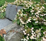 Climbing Hydrangea on a stone bench