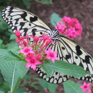 Photo of a black and white butterfly on pink penta