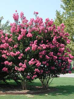 Picture of Near East Crape Myrtle Tree