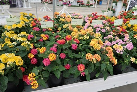 Picture of lantana