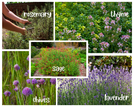 collage showing rosemary in the garden, creeping thyme, sage, chives, and lavendar