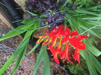 red and yellow flowering plant with long vertical green leaves