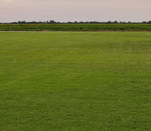bermuda grass field