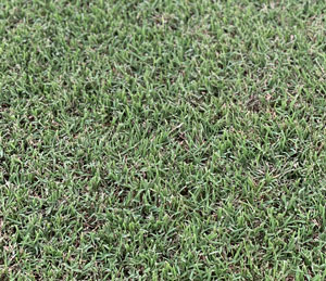 trimmed bermuda grass