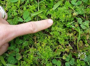 What is this probable weed with small white flowers? Daughter