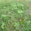 Mulberryweed in Lawns | Yard & Garden | Arkansas Extension