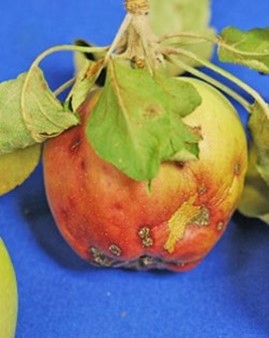 An apple fruit with scabby lesions caused by the apple scab fungus Venturia inaequalis 