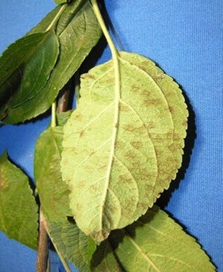 Apple leaves with brown velvety spots on lower surfaces caused by the apple scab fungus Venturia inaequalis 