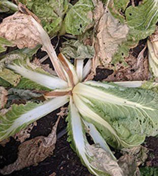 black cabbage rot