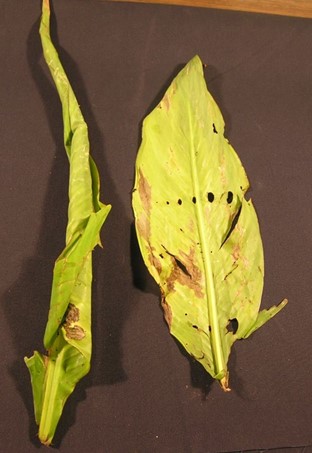 A canna leaf that has been rolled up by a leaf roller and one unrolled to show the holes in the tissue done by the larger canna leaf roller. 