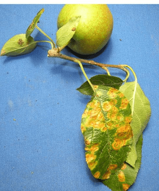 Apple leaves with the characteristic yellow and orange spots caused by the Apple Cedar rust fungus