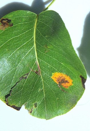 Typical yellow and orange spots on pear leaf caused by Cedar quince rust