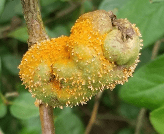 Orange pustules on pear fruit caused by Cedar quince Rust