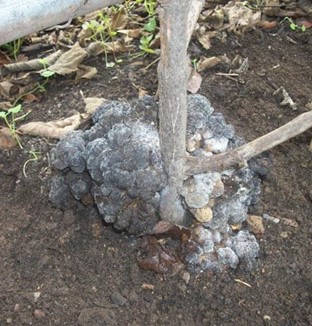 Large woody, knobby galls on the crown and roots of a blackberry plant infect with the crown gall pathogen Agrobacterium tumefaciens