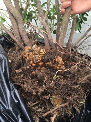 Large woody, knobby galls on the crown and roots of a euonymus plant infect with the crown gall pathogen Agrobacterium tumefaciens