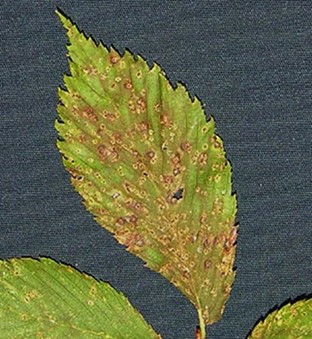 Elm leaves with numerous black specks surrounded by a white band of dead tissue, caused by the elm black spot pathogen.