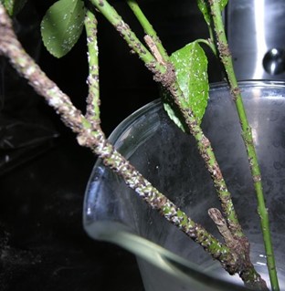 Scale On Euonymus Shrubs: How To Get Rid Of Euonymus Scale Insects