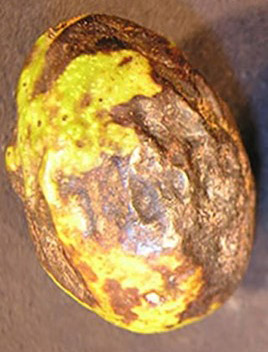 walnut infected with bacterial blight shows green walnut shell with black spots